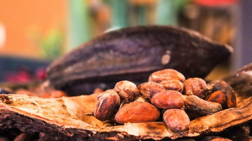 cacao 4